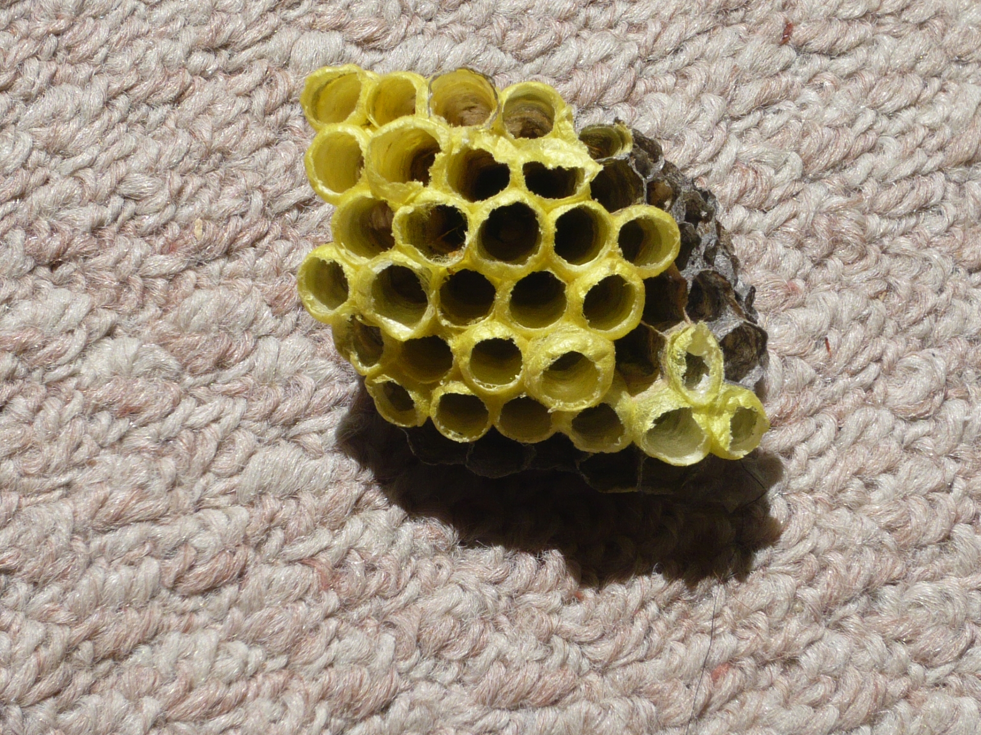 蜂の巣がベランダにできてしまった時の対処法